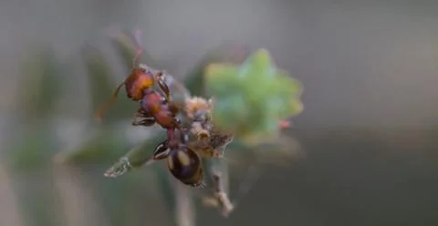 Tiny ants, shot with a macro lens Stock Photos