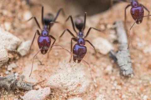 Tiny ants, shot with a macro lens Stock Photos
