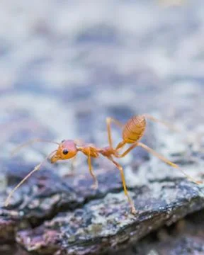 Tiny ants, shot with a macro lens Stock Photos