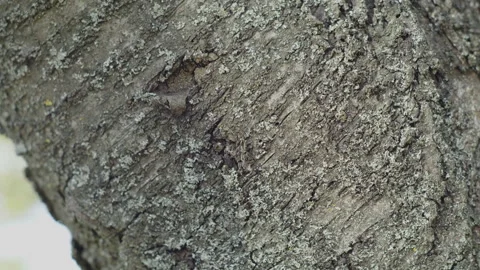 Tiny ants on sour cherry tree surface 4K slomo video Stock Footage 243228997