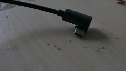 Tiny ants swarming on dusty floor surface Video stock 335210267