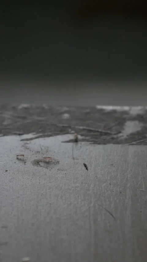 Tiny ants swarming on dusty floor surface Stock-Footage 335210274