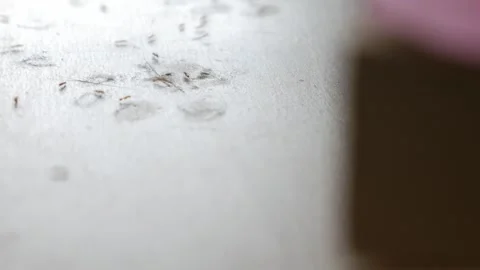 Tiny ants swarming on dusty floor surface Stock-Footage 335210316