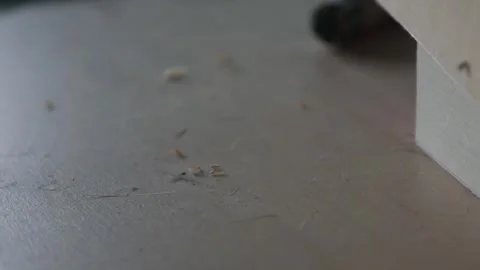 Tiny ants swarming on dusty floor surface Stock-Footage 335583964