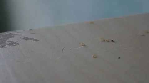 Tiny ants swarming on dusty floor surface 库存影片 335584023