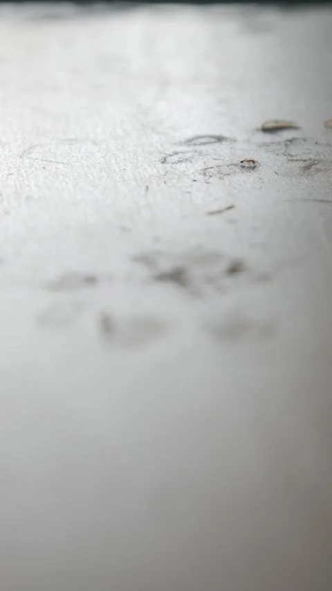 Tiny ants swarming on dusty floor surface 库存影片 335584027