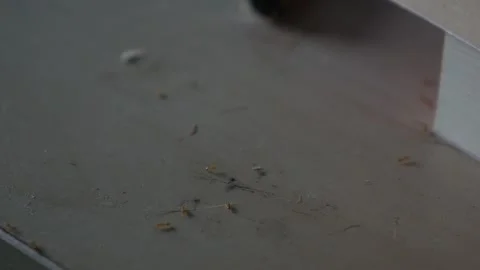 Tiny ants swarming on dusty floor surface Stock Footage 335711032