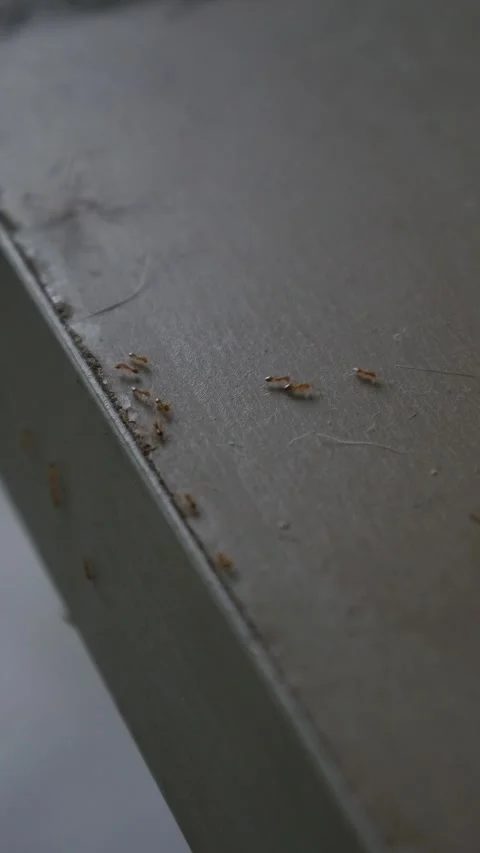Tiny ants swarming on dusty floor surface Stock Footage 335711073