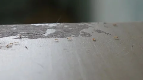 Tiny ants swarming on dusty floor surface Stock Footage 336593460