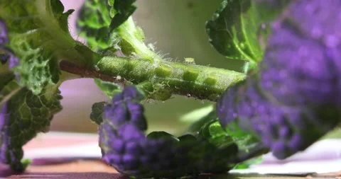 A tiny aphid Stock Footage 130534025