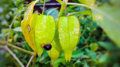 Tiny aphids infesting the calyx of Physalis angulata in a green environment. Stock Photos