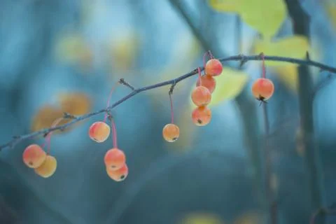 Tiny apples 库存照片