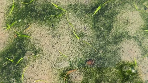 Tiny Aquatic Organisms Swimming in Shallow Water Stock Footage 341551882