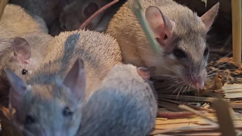 A tiny asian weed mouse resting Stock Footage 294382301