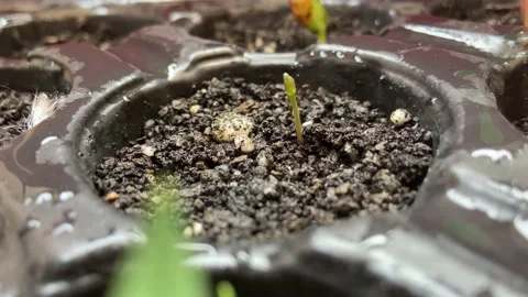 Tiny asparagus plant Stock Footage 155180488