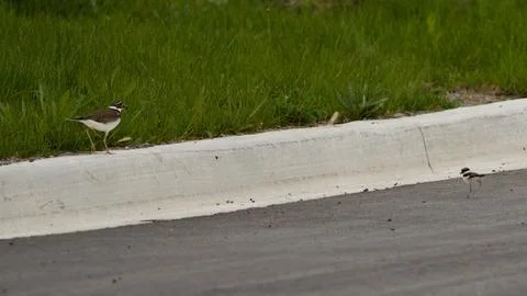 Tiny Avian Guardian by the Roadside Stock Photos
