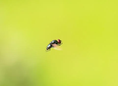 Tiny Aviators: Capturing Housefly Insects in Macro Flight Photography Stock Photos