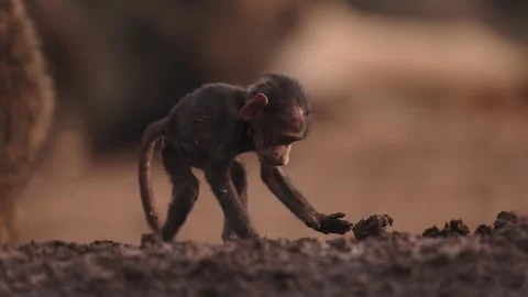 Tiny Baby Baboon in Troop of Baboons, Close Up Safari Animal Babies in the wild Vídeos de archivo 342853286