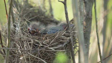 Tiny baby bird with fuzz before feathers sleeping in nest are startled and Stock Footage 152639249