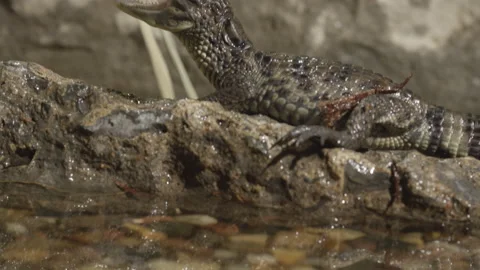 TIny baby caiman basking on a rock tilt up from reflection Video stock 170941700