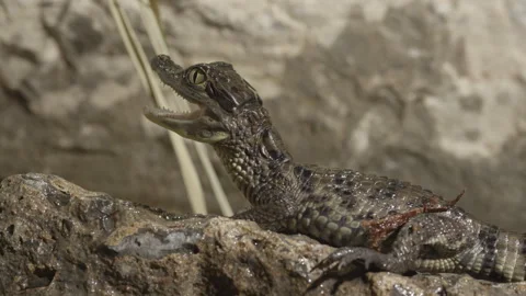 TIny baby caiman basking on a rock Video stock 170941724