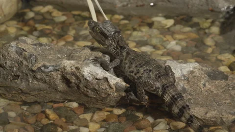 Tiny baby caiman jumping off a rock Video stock 170941625