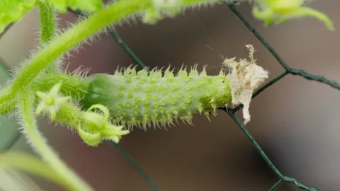 A tiny baby cucumber with its flower still attached, its spiked skin and new Stock Footage 346616171