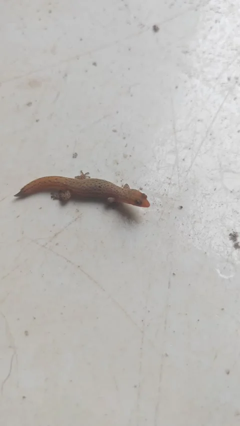Tiny Baby Gecko on White Surface - Close Up. Video stock 333332924