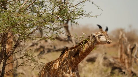 Tiny baby giraffe chases oxpecker birds and eats leaves from tree 스톡 동영상 118635379