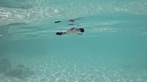 Tiny baby Green sea turtle hatchling swimming in clear shallow water 스톡 동영상 162258291