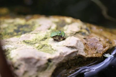 Tiny Baby Grey Tree Frog Froglet Resting on Rock in Pond Stock Photos