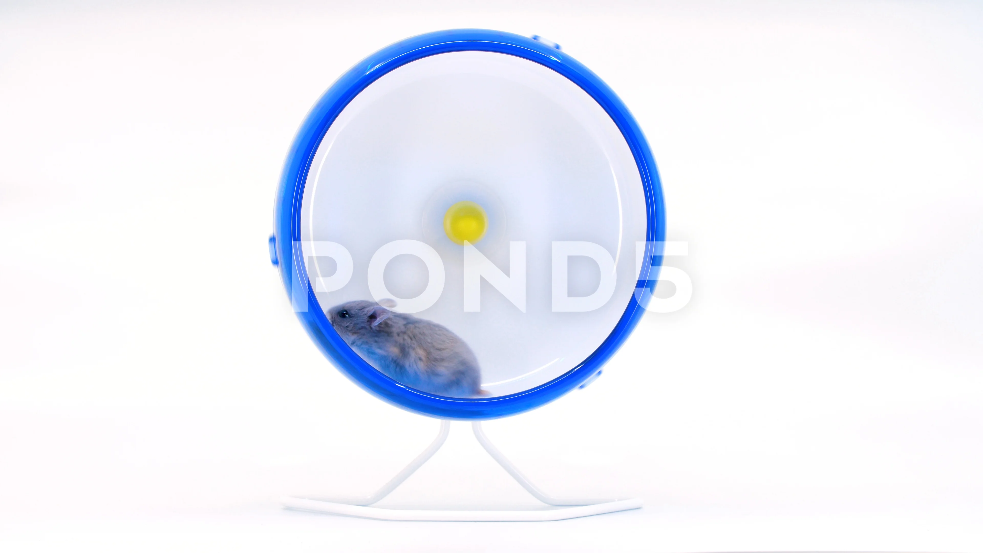 Baby best sale hamster wheel