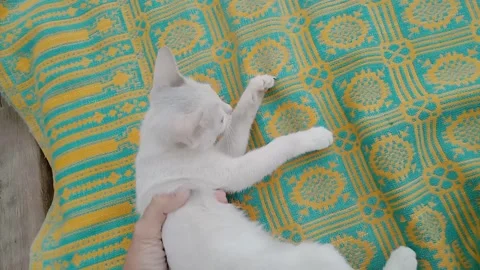 Tiny Baby Kitten Resting Gently in a Human Hand Video stock 347341388