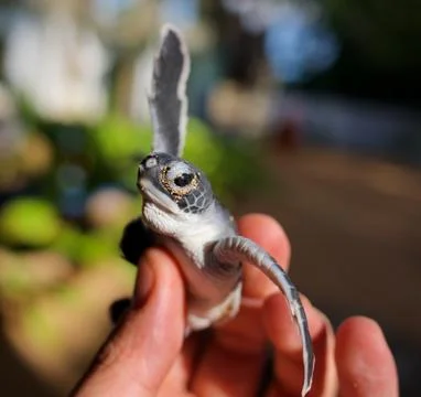 Tiny baby ocean turtle between fingers Stock Photos