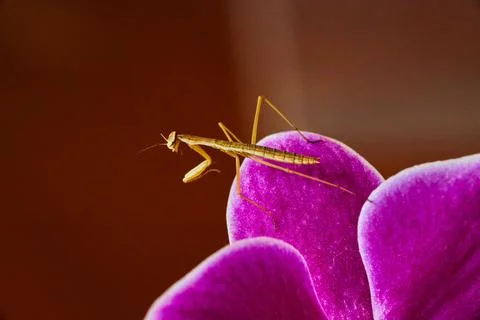Tiny baby pray mantis resting on pink orchid petals Foto stock