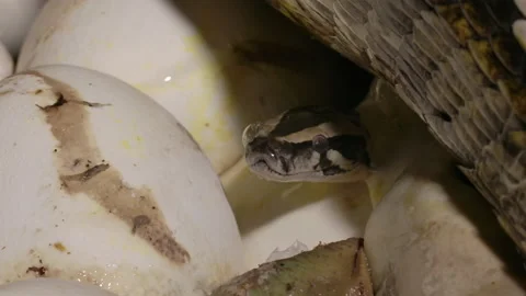 Tiny baby python emerging from eggs under its mother on nest Stock Footage 155173418