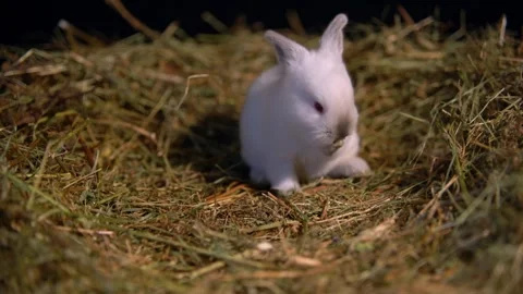 Tiny Baby Rabbits — Close-Up Stock-Footage 317776679