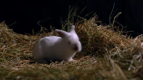 Tiny Baby Rabbits — Close-Up Stock Footage 317776680