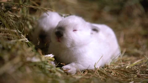 Tiny Baby Rabbits — Close-Up Video stock 317776822