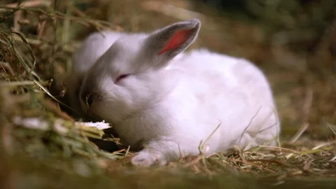 Tiny Baby Rabbits — Close-Up Stock Footage 317776843