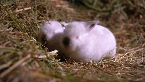 Tiny Baby Rabbits — Close-Up Stock-Footage 317776851