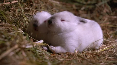 Tiny Baby Rabbits — Close-Up Stock Footage 317777223