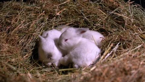 Tiny Baby Rabbits — Close-Up Stock Footage 317778366