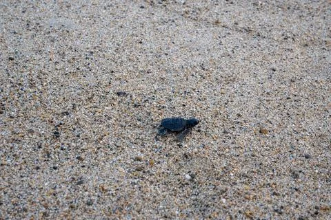 Tiny baby sea turtle crawling on a sandy beach towards the ocean, Guerrero Stock Photos