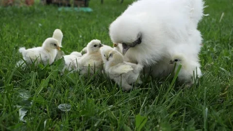 Tiny baby silk chickens with their mother on a grass field - slow-motion Stock Footage 138463557