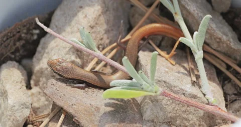 Tiny baby skink lizard (Ablepharus kitaibelii) seeks food through the rocks Stock Footage 318260909