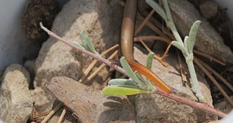 Tiny baby skink lizard (Ablepharus kitaibelii) hiding through the rocks Stock Footage 318260946