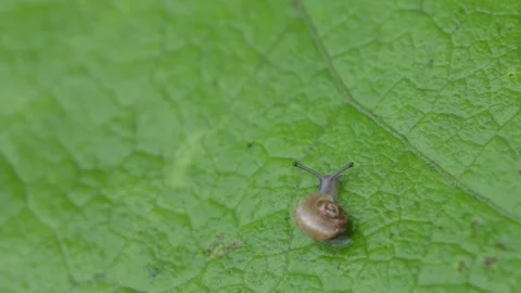 Tiny baby snail crawling over large wet green leaf Stock Footage 280170327