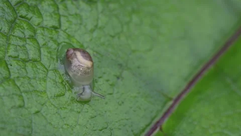 Tiny baby snail drinking and crawling on wet leaf Stock Footage 280170294
