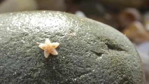 Tiny baby starfish on beach boulder Stock Footage 72547559